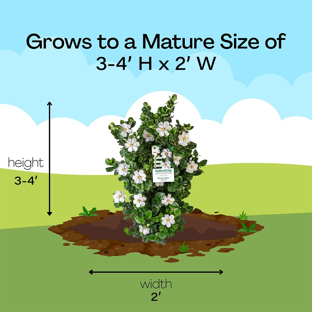 2 Gallon Gardenia Shrub X41096