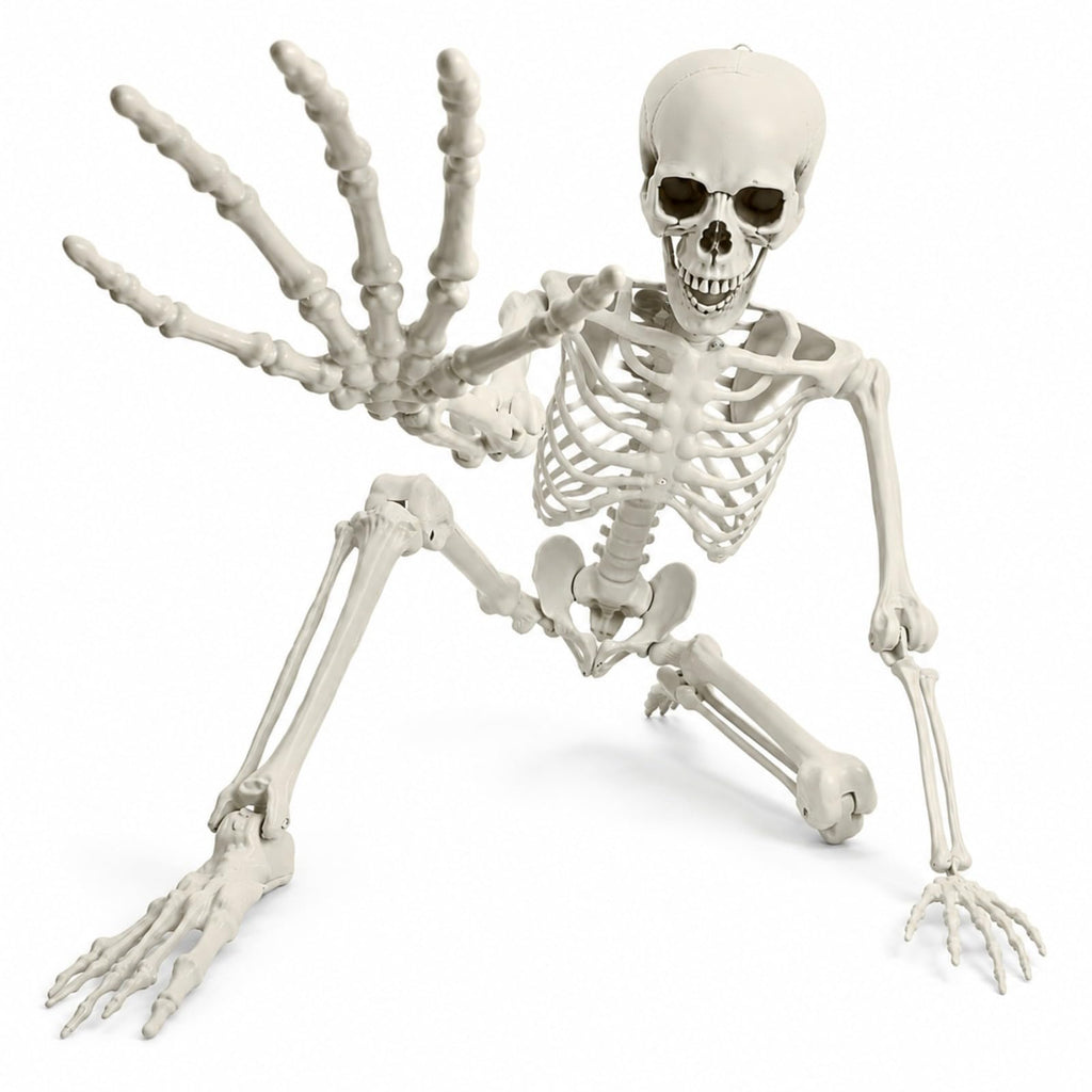 Life Size Posable Skeleton C805