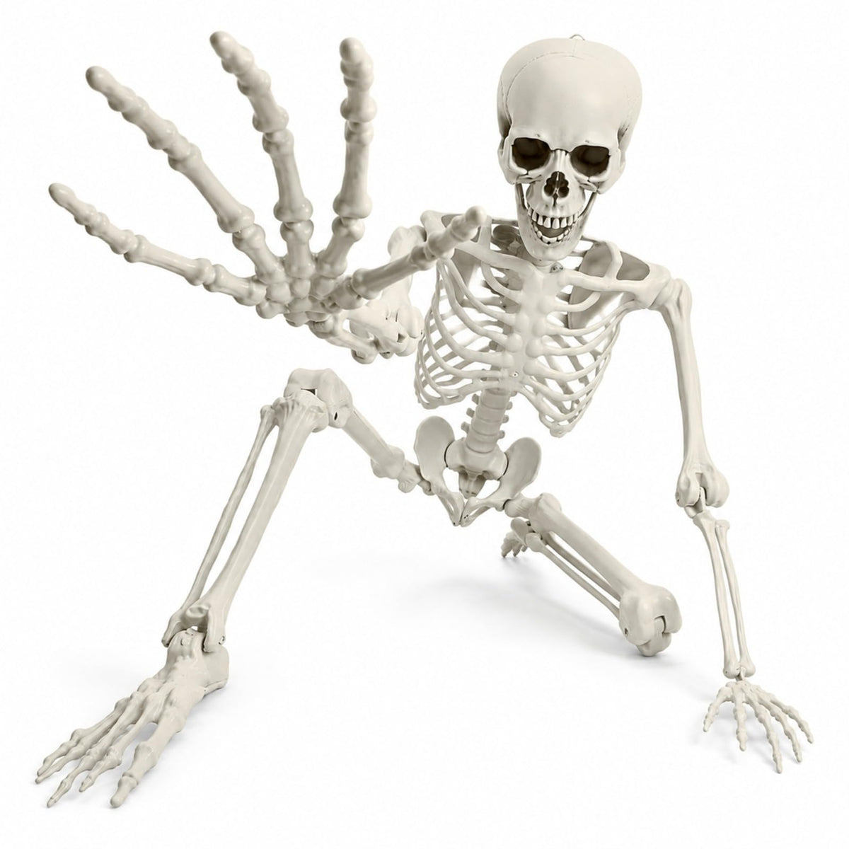 Life Size Posable Skeleton C805