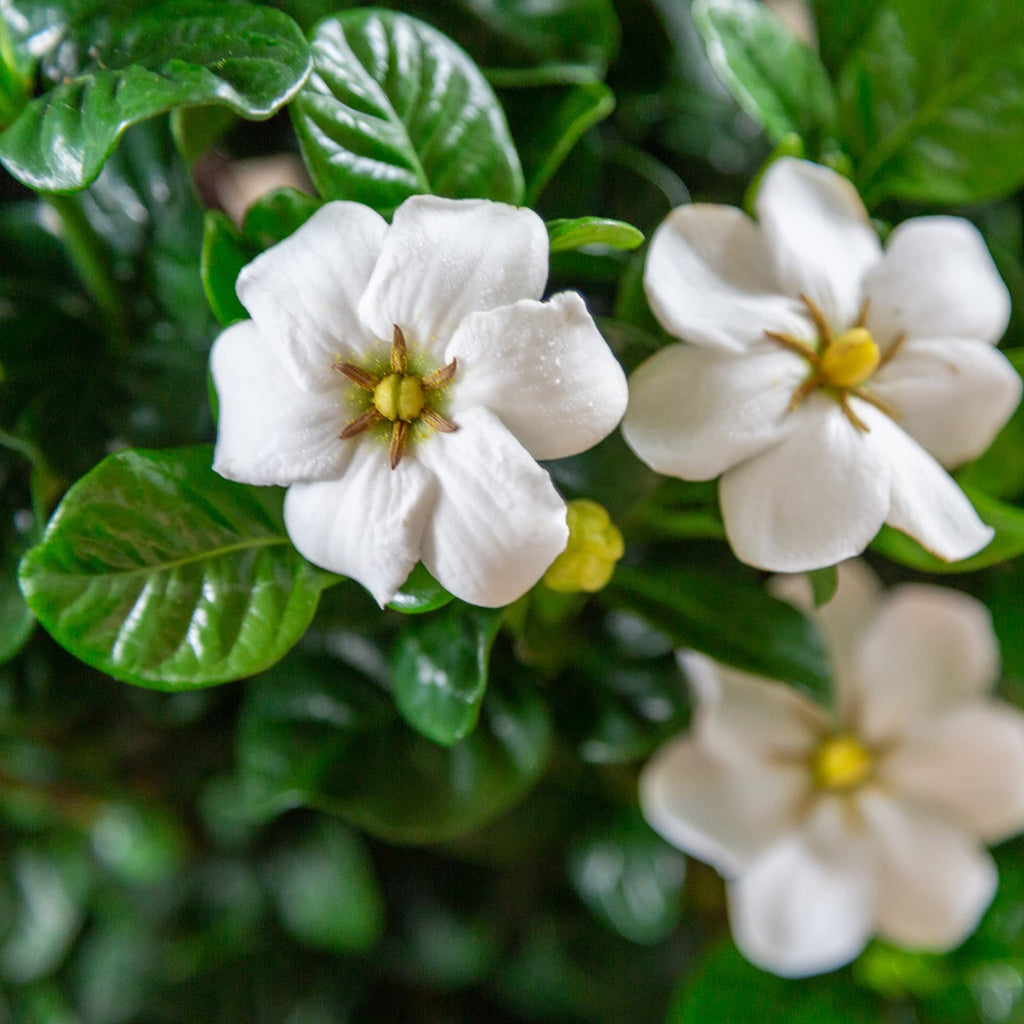 2 Gallon Gardenia Shrub X41096