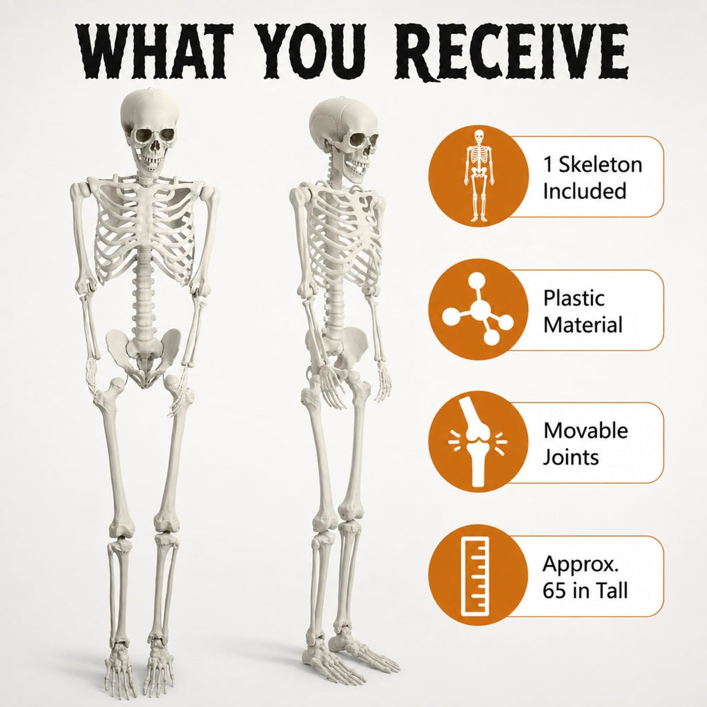 Life Size Posable Skeleton C805