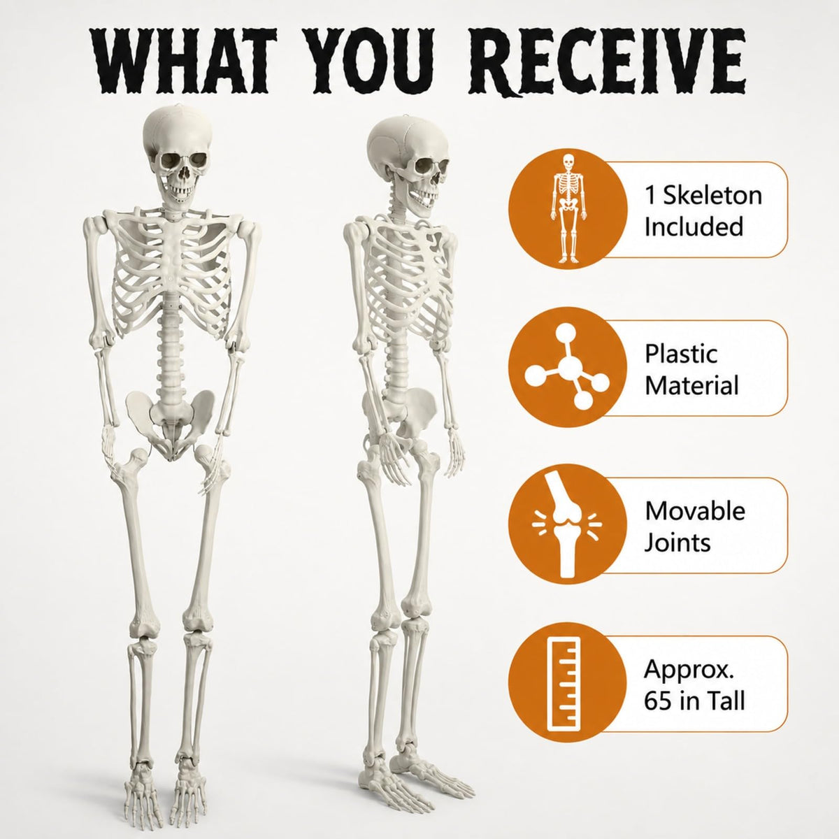 Life Size Posable Skeleton C805