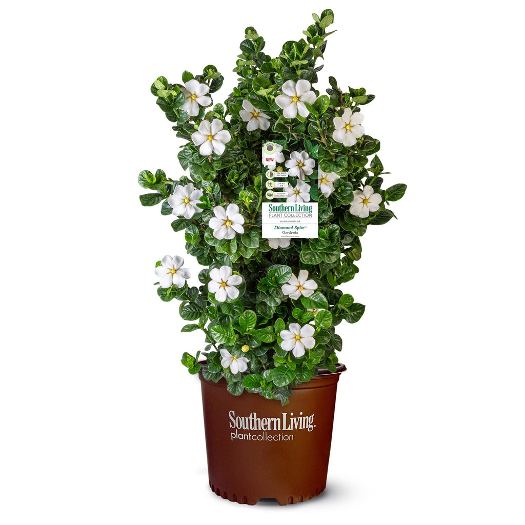2 Gallon Gardenia Shrub X41096