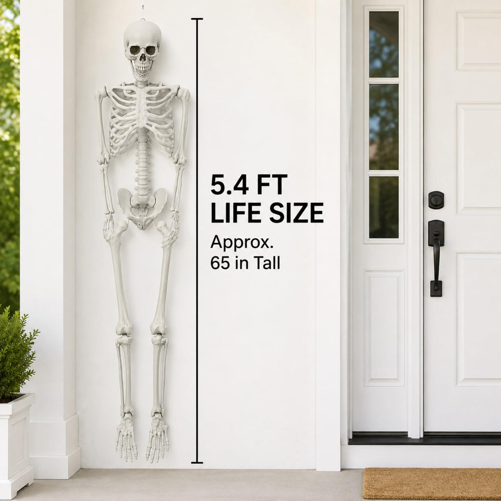 Life Size Posable Skeleton C805