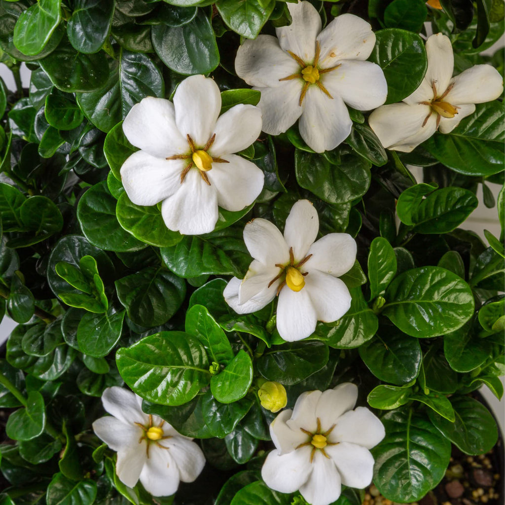2 Gallon Gardenia Shrub X41096