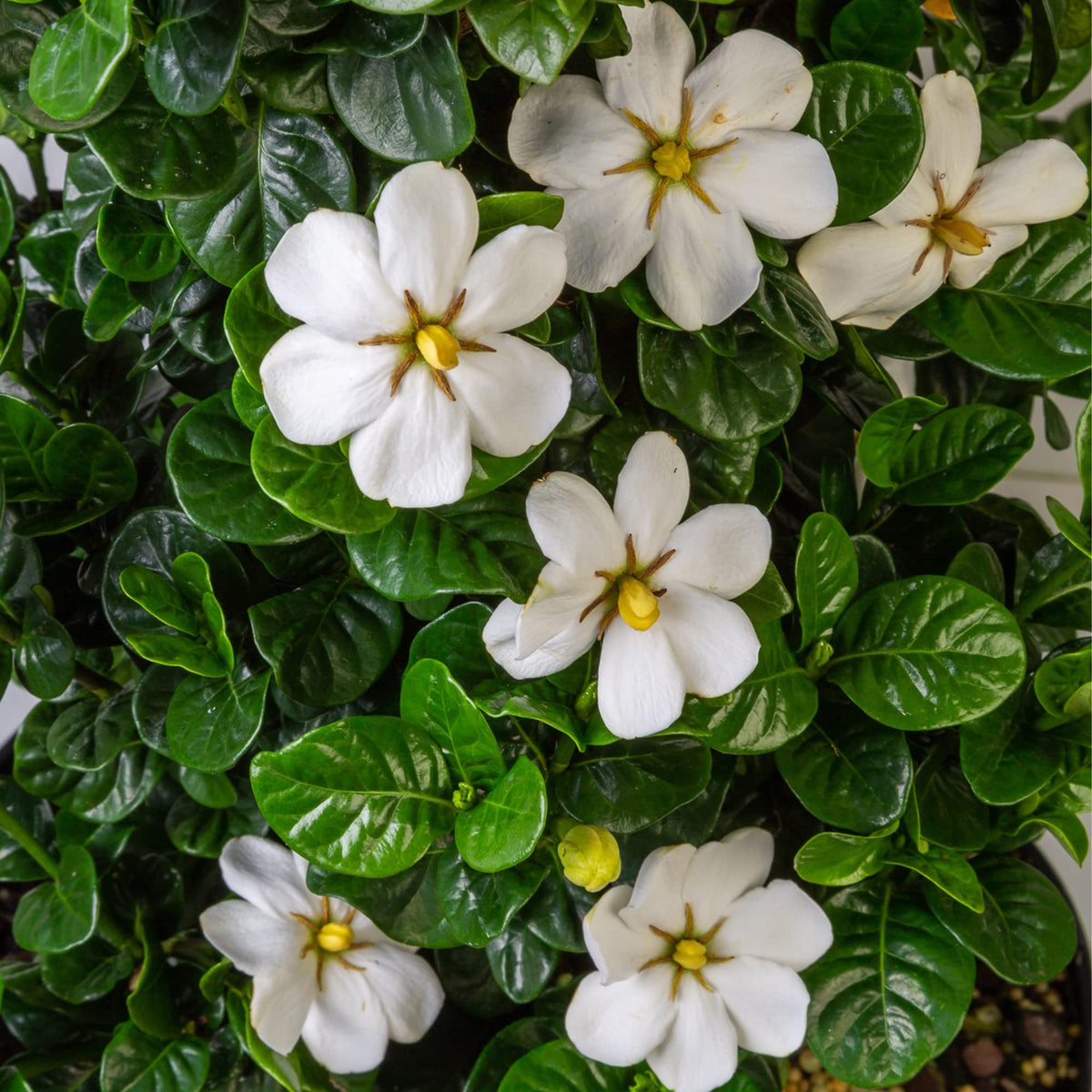 2 Gallon Gardenia Shrub X41096