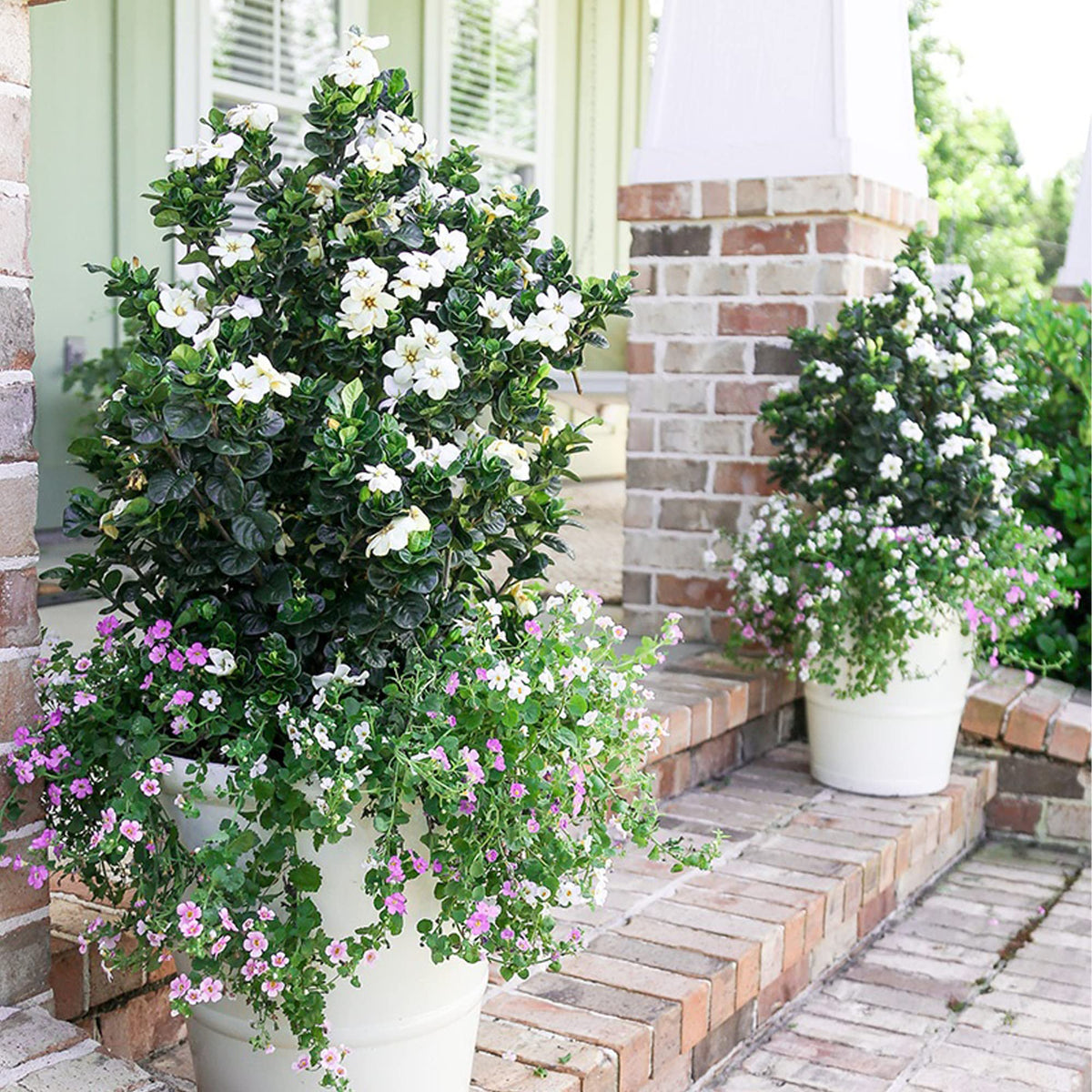 2 Gallon Gardenia Shrub X41096