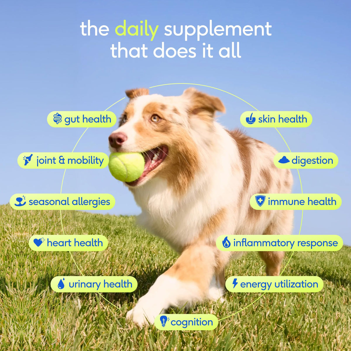 Dog Multivitamin Powder with Probiotics O969